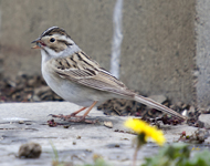 Clay colored Sparrow 7800